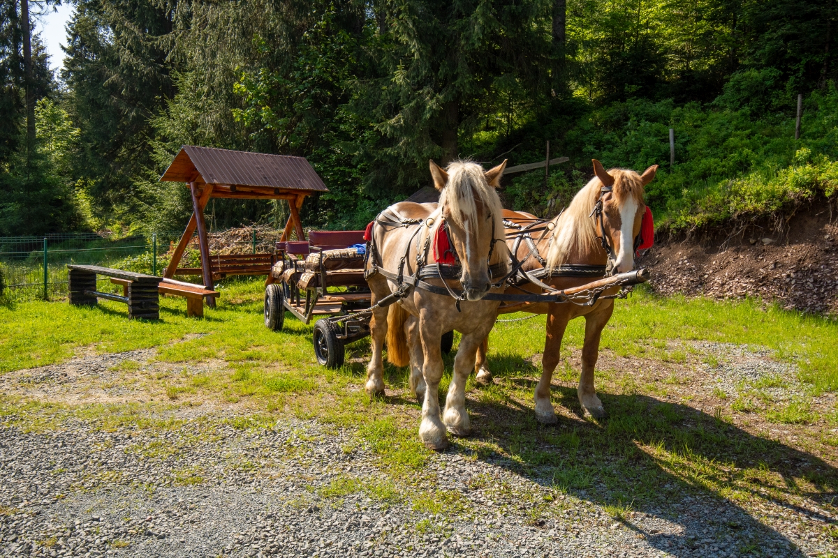 Tara Motilor plimbare caruta